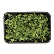Erwtscheuten salad pea tendrill  232x176