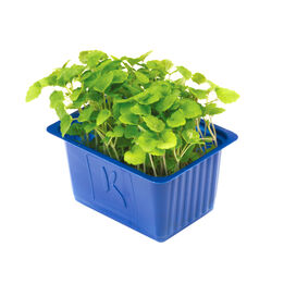 Atsina cress  261x261