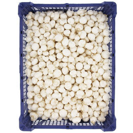 Champignons mini per kist  261x261