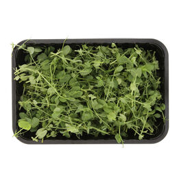 Erwtscheuten salad pea tendrill  261x261