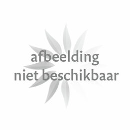 Chocolade kerststerren melk/wit/puur  261x261